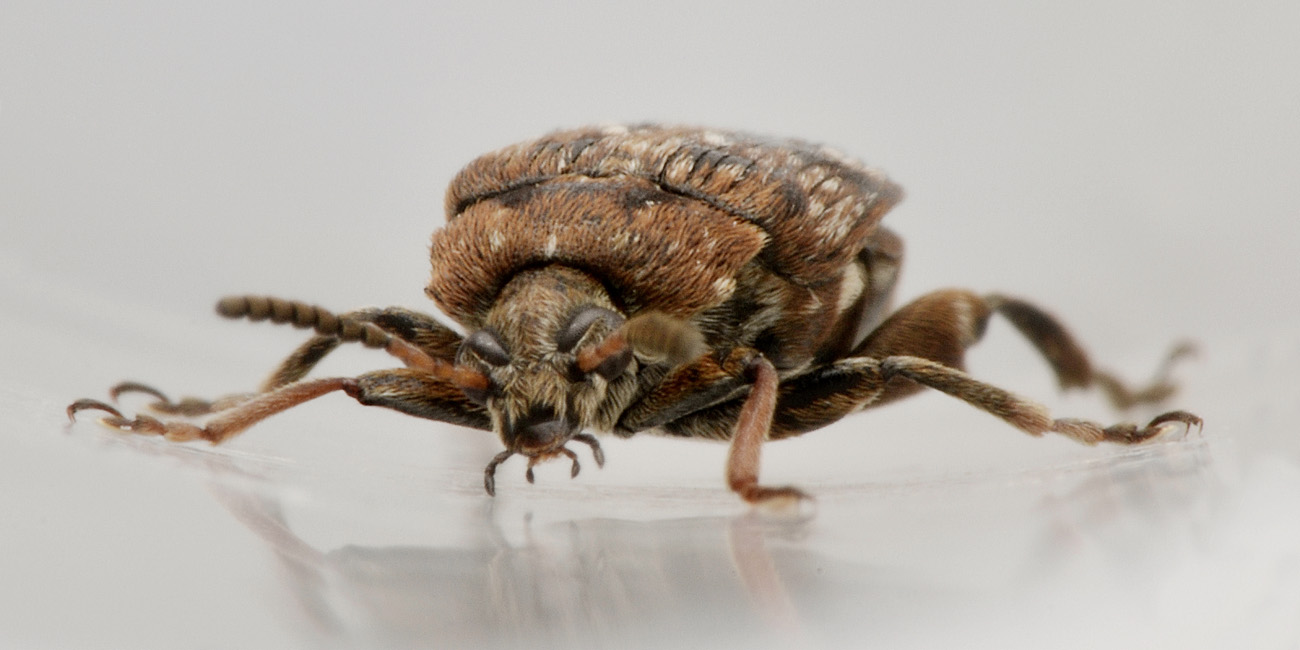 Chrysomelidae Bruchinae:   Bruchus pisorum